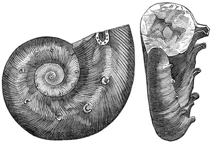Fig. 136. Vinpootige weekdieren uit het devonische tijdperk. Cirrus spinosus.
