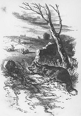 THE FOX AND THE HARES i004