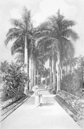 COLON PARK

Colon Park, one of the most beautiful pleasure grounds of the Cuban
capital, is also known as the Campo de Marte, and is at the southern end
of the famous Prado. It is noted for its marvellous avenues of royal
palms. From it the Call de la Reina, once one of the most fashionable
streets of the city but now given up to business, runs westward toward
the Botanical Gardens.