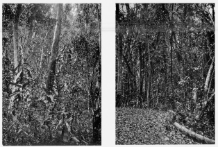 Fig. 56—The type of forest in the moister tracts of the
valley floor at Sahuayaco. In the center of the photograph is a tree
known as the “sandy matico” used in making canoes for river navigation.