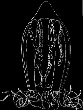 Fig. 53. Trachynema digitale; about twice the natural size. Fig. 53. Trachynema digitale; about twice the natural size.