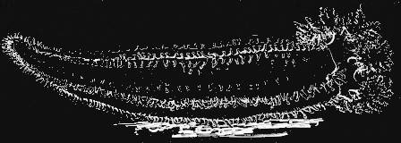 Fig. 130. Pentacta frondosa; expanded about one third the natural size. Fig. 130. Pentacta frondosa; expanded about one third the natural size.