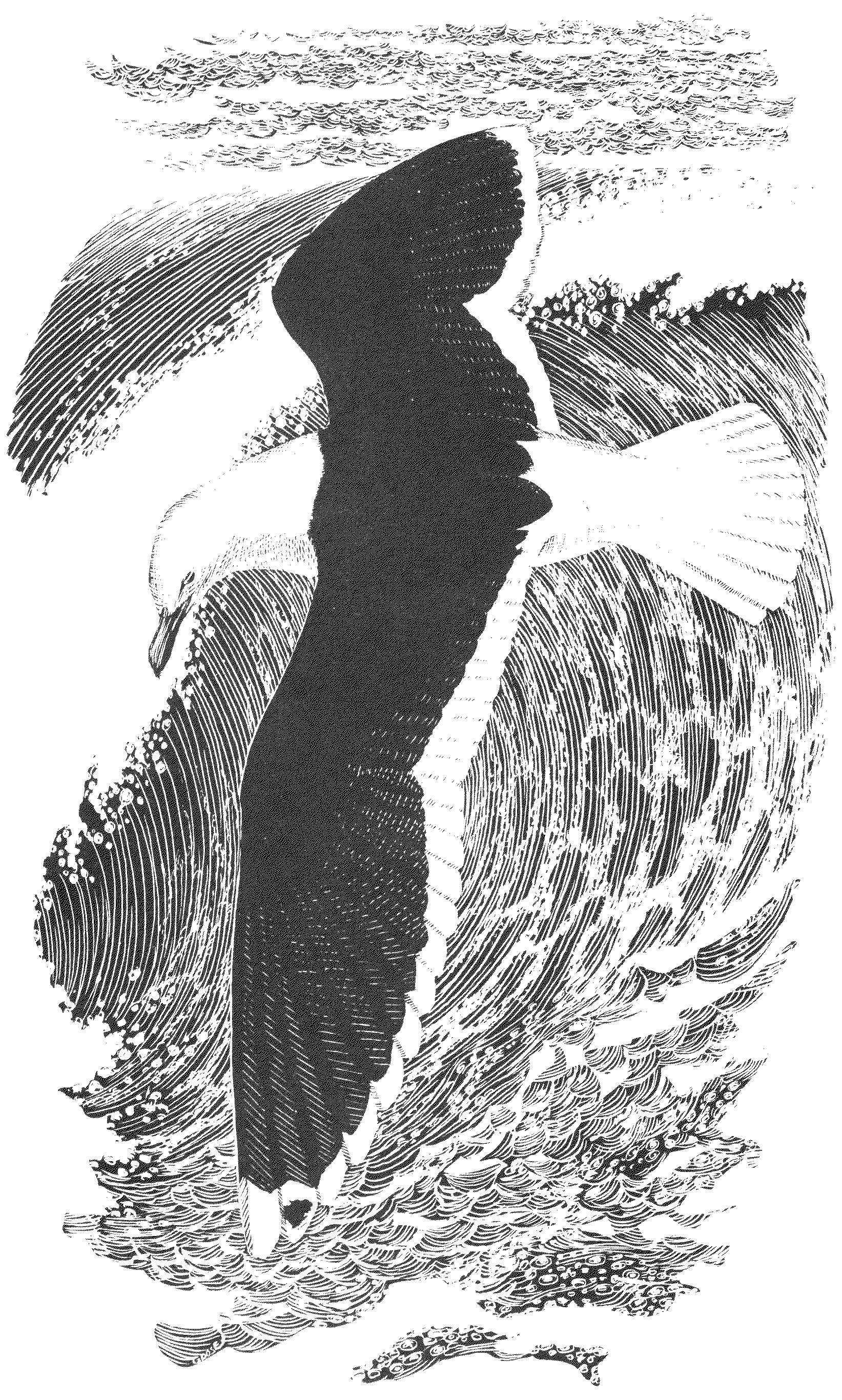 Blackback gull on the wing