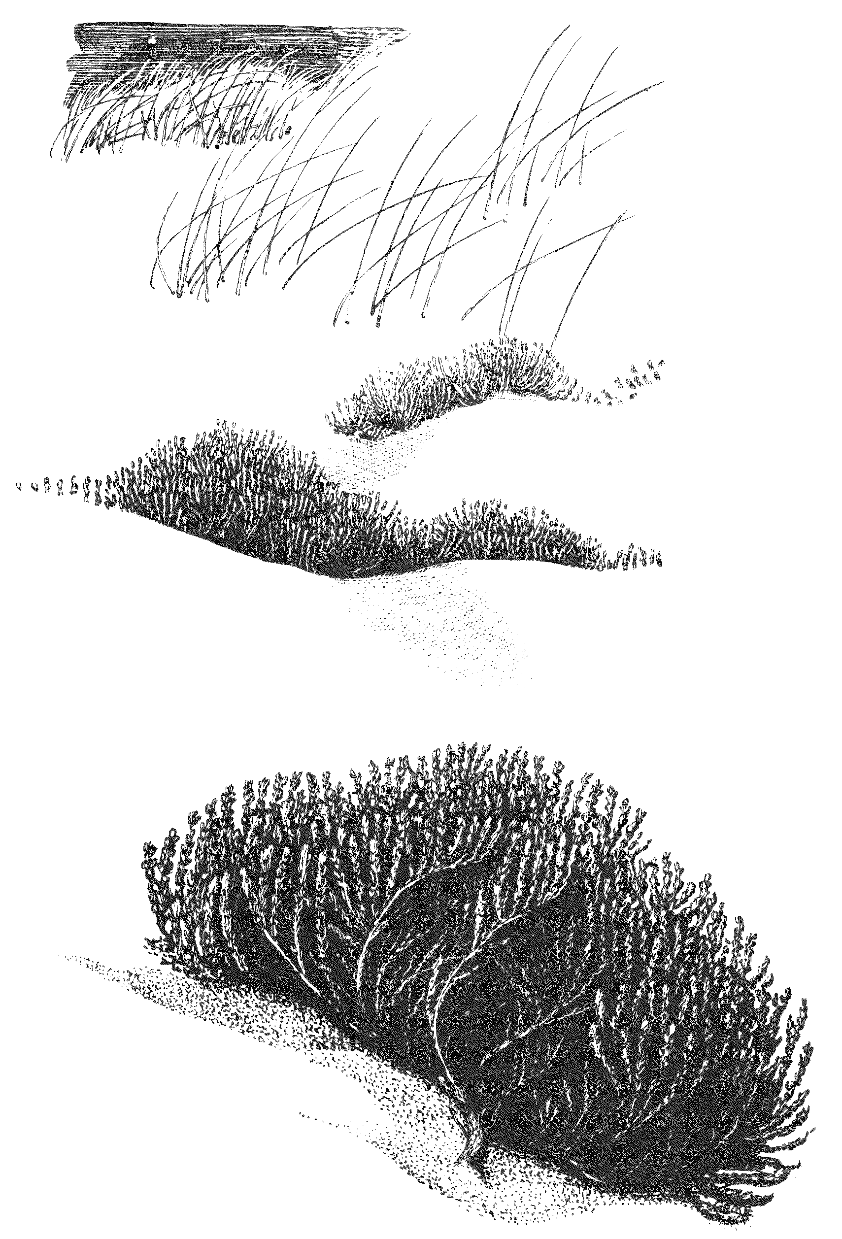 Sand dune with low vegetation